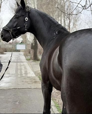 кошка малинкий: Продаю | Кобыла (самка) | Конный спорт — 2