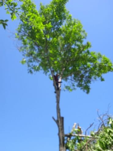 Бала бакчалар, бала багуучулар: Пильщик#1 по городу спилю все всегда стараюсь чтобы вам нравились как — 4