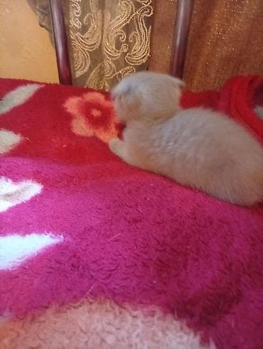 перья: Шотландские вислоухие котята (Scottish Fold), окрасы серо-голубой и — 2