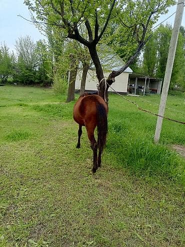 жеребенок купить: Продаю | Жеребенок | Для разведения — 3