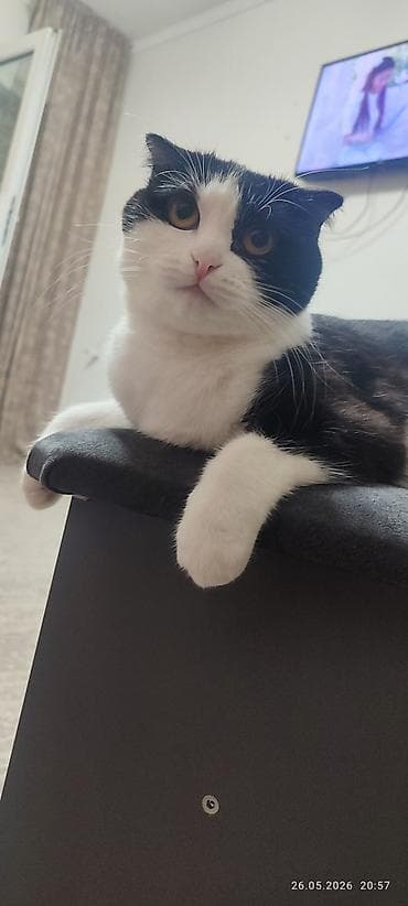 шотландка кошка: Ищю шотландского прямоукого кота для вязки с шотландской вислоухой — 1