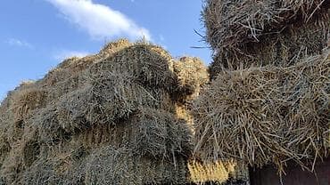 сиамская кошка даром: Салома в тюках - Размер: прямоугольные тюки, удобные для погрузки и — 3