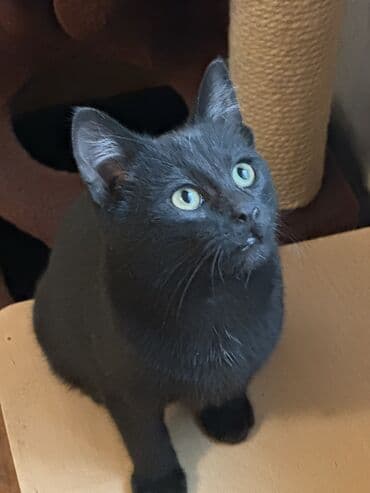 отдам в добрые руки: Кошка даром: Беспородная, 5 месяцев, Девочка, Кастрирована — 4
