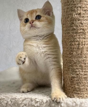 сфинкс кошки: Британский короткошёрстный котёнок, окрас «голден» (тёплый — 3