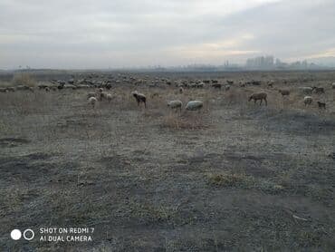 Кемирүүчүлөр: Сатам | Ургаачы кой (ургаачы) | Көбөйтүү үчүн | Ургаачы — 1