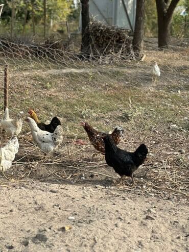 домик для животных: Продаю | Куры | Домашняя | Для разведения — 4