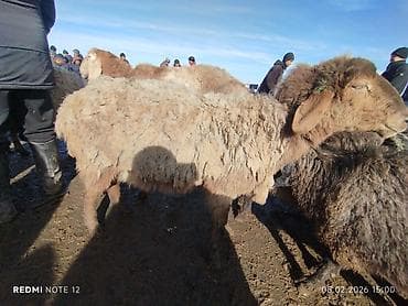 Продаю | Овца (самка) | На забой | Матка, Ярка