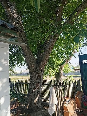оптом продукта: Продаётся тополь и орех на спил. Сами аккуратно рубите, пилите и — 6