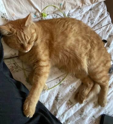 Собаки: Кошка даром: Беспородная, Девочка, Приучена к лотку — 1