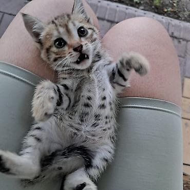 Мышыктар: Котёнок тигрового окраса - Полосатый короткошёрстный котёнок с — 4