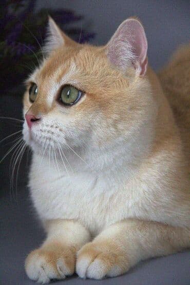 сколько стоит вислоухий кот: Британская короткошёрстная, 5 месяцев, Мальчик, Золотая шиншилла, С прививками — 4