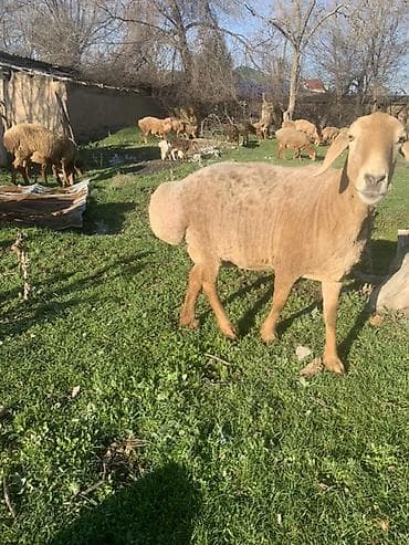 улар сатылат: Сатам | Ургаачы кой (ургаачы) | Романовская | Көбөйтүү үчүн | Ургаачы — 2
