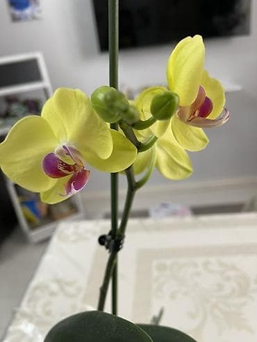 орхидеии: Орхидея фаленопсис Голландия, адаптированная к домашнимм условиям - — 5