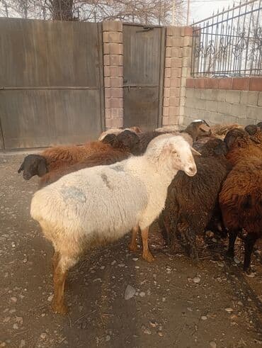 корм для домашних животных: Продаю | Овца (самка), Ягненок, Баран (самец) | На забой | Племенные — 2