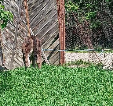 жаныбарлар: Сатам | Кунаажын | Алатоолук | Бордоп семиртүү үчүн | Байланган — 2