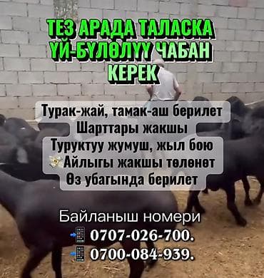 Требуется Пастух, Оплата: Сдельная, Обучение at lalafo.kg Требуется Пастух, Оплата: Сдельная, Обучение