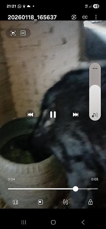 молочные каровы: Продаю | Корова (самка) | Полукровка | Для молока | Стельные — 2