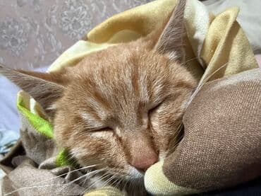 кошачьи домики: Кошка даром: Беспородная, Мальчик — 2