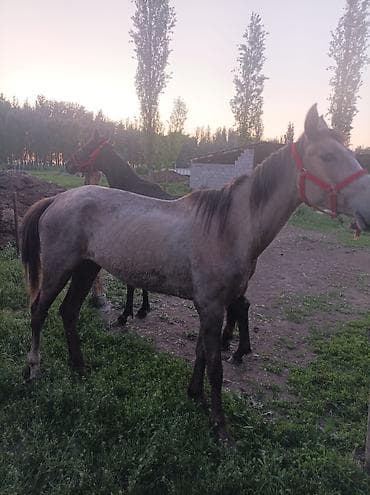 Айыл-чарба жаныбарлары: Сатам | Бээ (ургаачы) | Көбөйтүү үчүн — 1