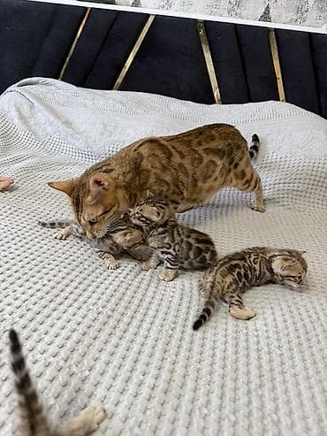 где можно взять кошку: Бенгальские котята (помёт от чистокровной бенгальской кошки) Готовы к — 2