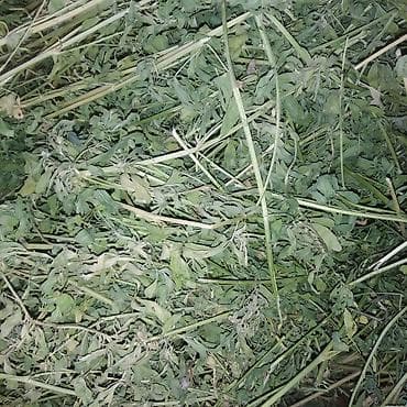 комбикорм для кур несушек: Сено люцерновое (листья и стебли), заготовка ветряным провяливанием — 2