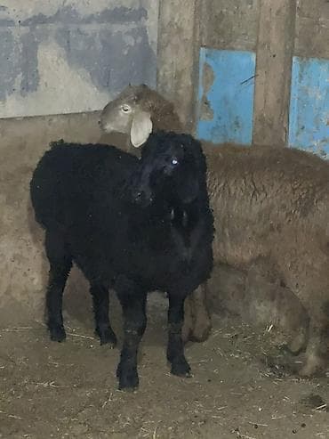 сена тук: Продаю | Баран (самец) | Для разведения — 5