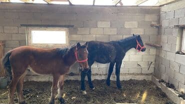 бычок купить: Продаю | Жеребенок | Для разведения | Племенные — 1