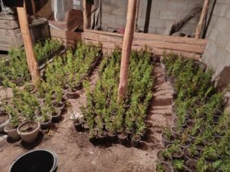 садовый дом: Саженцы деревьев: Туи — 5