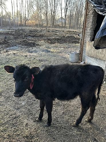 каракол животных: Продаю | Корова (самка), Тёлка | Полукровка, Алатауская | Для разведения — 9