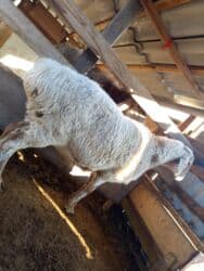 сколько стоит немецкая овчарка в бишкеке: Продаю | Овца (самка) | Арашан | Для разведения | Котные — 4