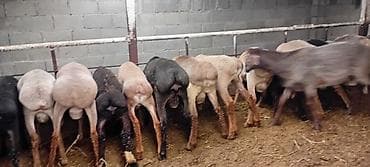 эдельбай баран цена: Продаю | Баран (самец) | Для разведения — 7