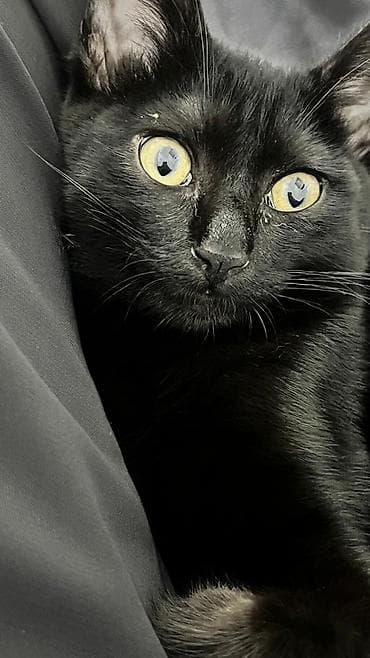 Кошки: 6 месяцев, Девочка, Приучена к лотку — 5