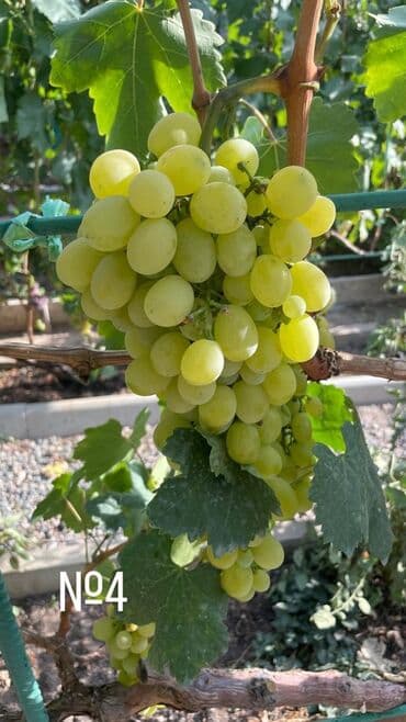 куплю саженцы винограда: Продаю Саженцы столового винограда — отборные сорта: -Хусейне черный — 3