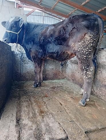 лимузин бычок: Продаю | Бык (самец) | Голштин | На откорм, На забой, Для разведения — 2