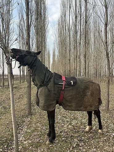 жмых подсолнечный цена: Продаю | Конь (самец) | Полукровка | Для разведения, Конный спорт | Осеменитель, Мерин — 3