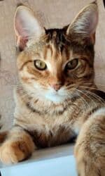 Абиссинская, 8 месяцев, Девочка, Золотая шиншилла