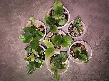 Комнатные розы: Детки замиокулькасов Замифолия и Зензи. В каждом стаканчике по 2 — 1