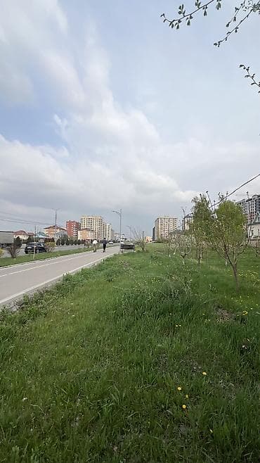 павлония кыргызстан: 5 соток, Для бизнеса, Красная книга, Тех паспорт, Договор купли-продажи — 3