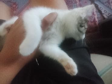 кошки манчкины: Котёнок домашний, короткошёрстный. Окрас: белый с табби-пятнами на — 2