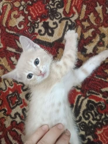Животные: Отдам котят в хорошие руки — 1