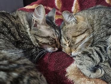 сколько стоит кинолог для собаки: 🐱🐾 Гостиница-передержка для кошек в центре города 🐾 Если вам нужно — 4
