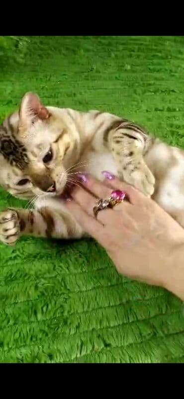 рэгдолл цена бишкек: Бенгал, 2 жаш, Эркек, Ак, Бычылган, Лотокко барууга үйрөтүлгөн, Курттардан тазаланган — 27