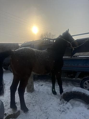 сатылат уй: Сатам | Бээ (ургаачы) | Союуга | Жасалма жол менен боозутуу — 1