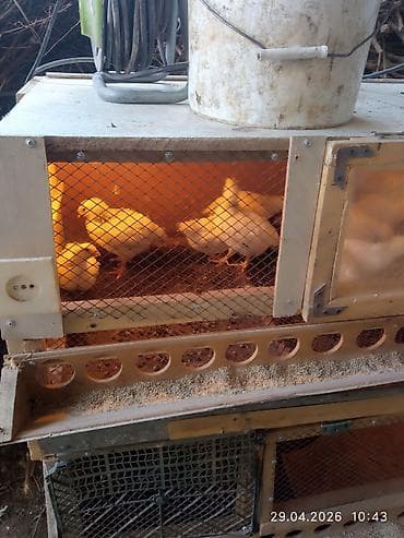 индоутята суточные цена: Продаю | Цыплята | Несушки — 7