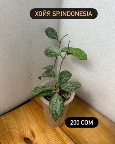 алоэ растение цена: Хойя (Hoya) Варианты: - Хойя публикалис сплэш –Цена: 450 сом. - Хойя — 12