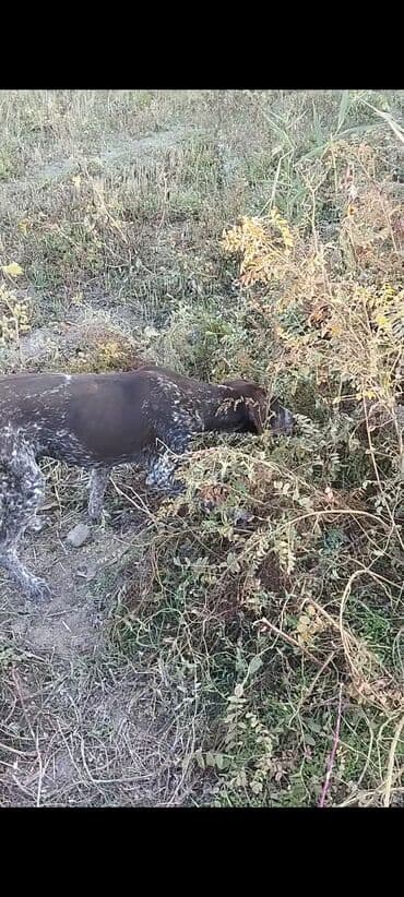 обучение собак: Курцхаар, 3 года, Самец, С прививкой — 2