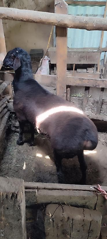 тайган собаки: Сатам | Кочкор (эркек) | Союуга — 2