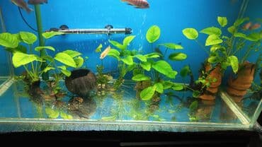 уй сойгонго: Продаю аквариумов растение анобиус первое фото по 400 сом второе по — 4