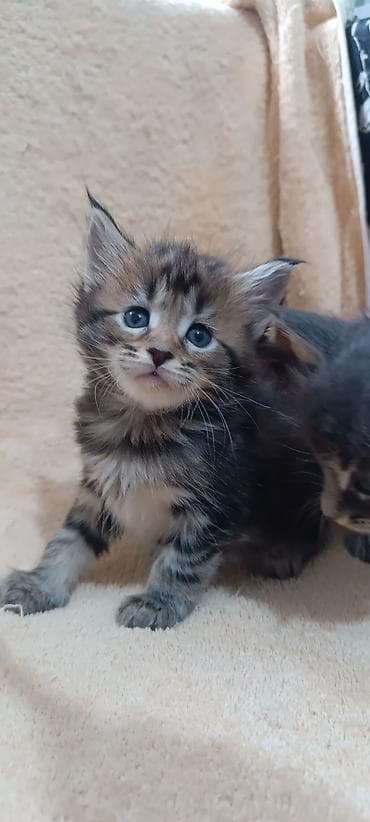 Животные: Мейн-Куны 🥰🥰🥰. Продаются котята Рысята ♥️ Чистокровные, Шикарные — 9