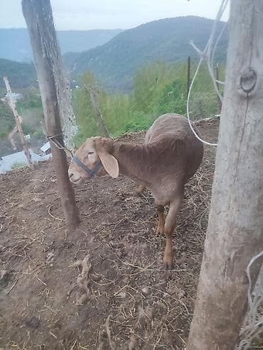 баран живой: Продаю | Баран (самец) | Арашан | Для разведения | Племенные — 8